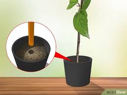 Make sure the rooting soil stays damp (not wet) until the hibiscus cuttings are rooted. How To Propagate Hibiscus With Pictures Wikihow