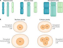 Mitosis occurs in all meristematic cells. Polyploidy In Liver Development Homeostasis And Disease Nature Reviews Gastroenterology Hepatology