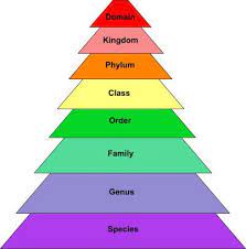 We cover all the 'splits', lumps taxonomy. American Robin Species Research Jhs Ecology 2011 Taxonomic Classification Chart Classification