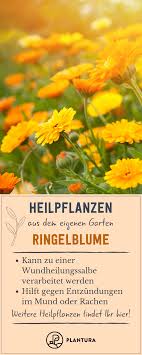 Die 10 Besten Heilpflanzen Aus Dem Eigenen Garten Plantura Heilpflanzen Pflanzen Ringelblume