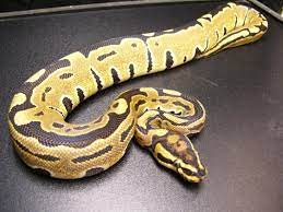 We did not find results for: Puzzle Back Morph List World Of Ball Pythons