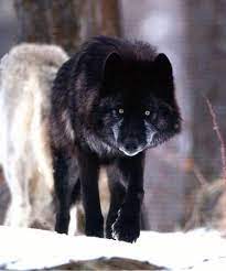 Black Wolf With Grey Wolf Rare Animals Grey Wolf Wild Wolf