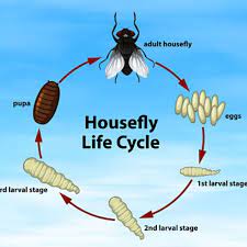 We did not find results for: How To Stop Maggots In Your Wheelie Bin Express Co Uk