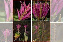 Image result for Setaria poiretiana