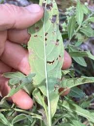 Image result for Eschenbachia