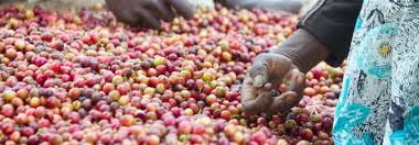 Latest uganda news from goal.com, including transfer updates, rumours, results, scores and player interviews. Survey Results Effects Of Covid 19 On Uganda Coffee Farmers Technoserve