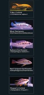 Check spelling or type a new query. 136 Jenis Ikan Hias Cichlids Populer Alam Ikan