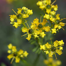 Image result for Ruta graveolens