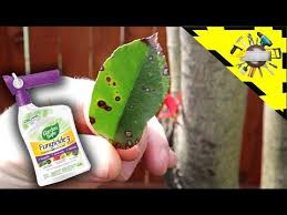 Our top choice is dr. How To Treat Fungus On Trees Youtube