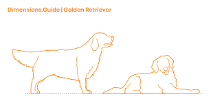 Golden Retriever Dimensions Drawings Dimensions Guide