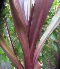 It was this very same plant and the plant sign said queen emma lily and also crinum augustim. Crinum Queen Emma Red Giant Asian Amazon Spider Swamp Live Lily Plant Fragrant Pink White Flower Starter Size 4 Inch Pot Emeralds Tm Emerald Goddess Gardens