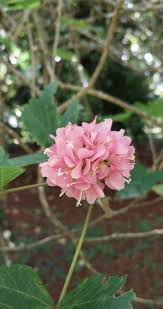 Image result for Dombeya acutangula