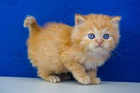 We have gotten so many thanks from our past ragdoll owners, with many coming back to. Ragdoll Kittens For Sale Near Me Buy Ragdoll Kitten Ragdoll Kittens For Sale Ragdoll Kitten Ragdoll Cat Breeders