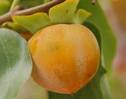 Image result for Diospyros mafiensis