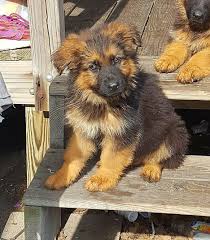 Check spelling or type a new query. Duglands German Shepherds Home Facebook