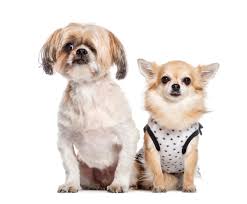 Do you have a chihuahua terrier mix or are planning on getting one? Dog Breed Chihuahua Mix Online