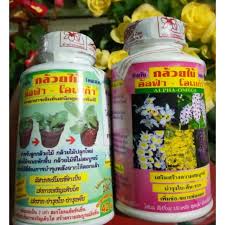Check spelling or type a new query. Baja Orkid Thailand Viral