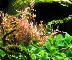 Image result for Rotala submersa