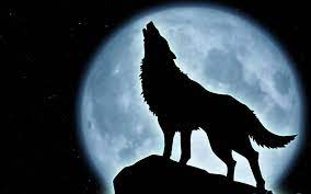 Howling Wolf And The Moon Wallpaper Wolf Howling Wolf Wallpaper Howl At The Moon