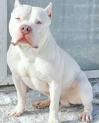 Xxl pitbull puppies for sale near me. All White Pitbull Puppies For Sale Near Me Online