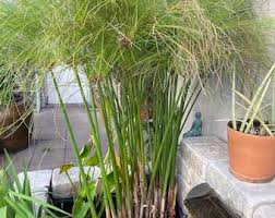 Image result for Cyperus sp.no.2