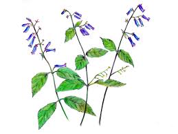 Image result for Isodon