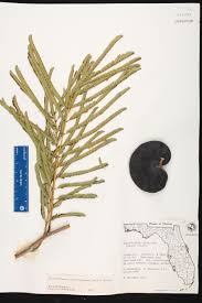 Image result for Cyclocarpa