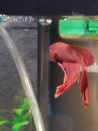 Most bettas jump due to improper water conditions. Ich Ick On My Betta Fish My Aquarium Club