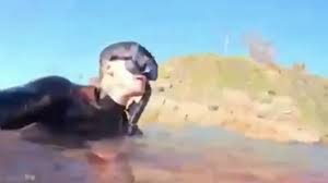 Video shows moments after man gets bitten by shark in Australia