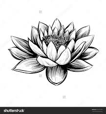 Black And White Lily Tattoo Designs Stock Vector Vector Water Lily Lotus Illustration Black And White Graphic Art Line Linocu Flor De Loto Dibujo Diseno De Tatuaje De Loto Pintura De Flor De Loto