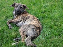 Top 5 Brindle Dog Breeds Preview And Pictures Hound Puppies Plott Hound Brindle Plott Hound Puppy