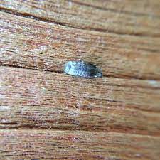 Hi have small white waxy coated mealy bugs on my tomatoes there numbers seem low atm so i used a pray bottle with rubbing alcohol seem to have done the trick. Something S Eating My Deck Round Holes In Wood Hometalk