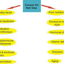 Roughly 40% of women have detectable hair loss by the age of 50. Common Cause That Promote The Hair Loss Download Scientific Diagram