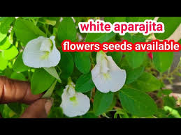 Image result for Clitoria kaessneri