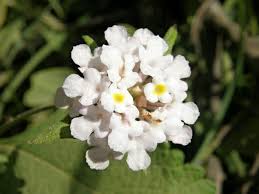 Image result for Lantana viburnoides
