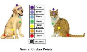 Animals Chakra Points And Energy Healing