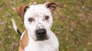 We did not find results for: Catahoula Leopard Dog Pitbull Mix Breed Info Puppy Costs More