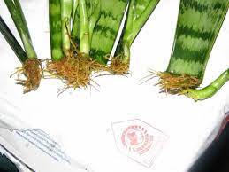 Maybe you have accidentally overwatered your sansevieria and now your plant has root rot. Snake Plant Rooted In Water Plant Roots Snake Plant Plants