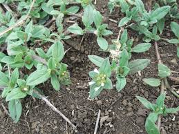 Image result for Spermacoce kirkii