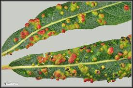 Maybe you would like to learn more about one of these? Mites