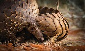 Fresh scales are never used, but dried scales are roasted, ashed, cooked in oil, butter, vinegar pangolin scales, combined with other materials, are used in traditional chinese medicine (tcm) to. Pangolin Species Wwf