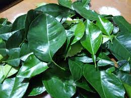 Infusion De Hojas De Naranjo Agrio Citrus Aurantium Un Calmante De Amplio Espectro Steemit