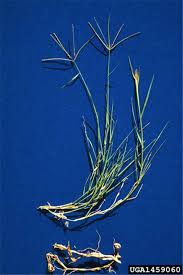 Rumput grinting (cynodon dactylon), lulangan (eluisine indica); Factsheet Cynodon Dactylon Couch Grass