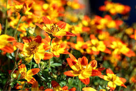 Image result for Bidens