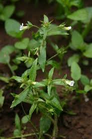 Image result for Hippocratea graciliflora