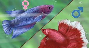 Challenge them to a trivia party! What Countries Do Betta Fish Come From Trivia Questions Quizzclub