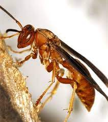 True Meaning Behind The Red Wasp Red Wasps Wasp Hornet Trap