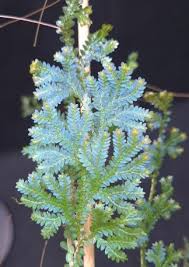 Image result for Selaginella chevalieri