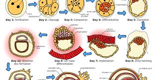 Pada fase ini pembelahan mitosis yang. Proses Embriogenesis Pada Manusia Tahap Germinal Gastrulasi Neurulasi