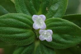 Image result for Spermacoce subvulgata